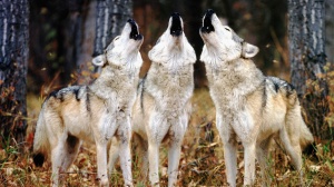 Howling wolves
